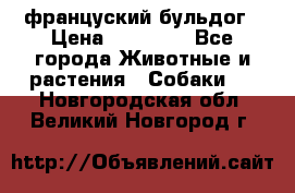 француский бульдог › Цена ­ 40 000 - Все города Животные и растения » Собаки   . Новгородская обл.,Великий Новгород г.